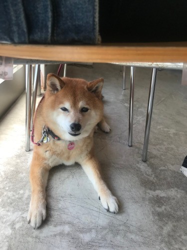 動物病院はこわいので椅子の下に隠れて気配を消す