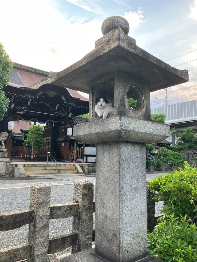 石灯籠に入っている猫ちゃん（提供：六孫王神社さん）