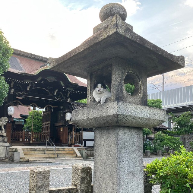 石灯籠に入っている猫ちゃん（提供：六孫王神社さん）