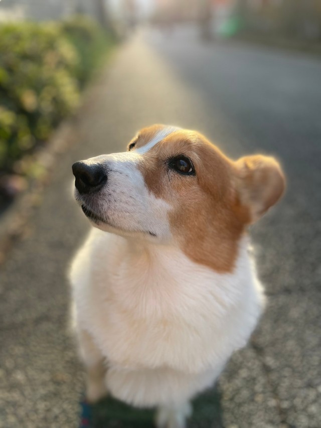 いつもはこんなに可愛いのに…（提供画像）