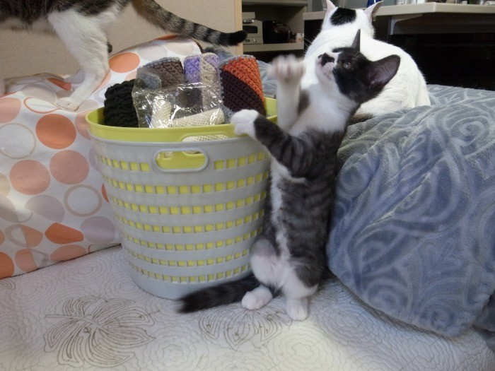 一番若手の子猫、ぷりんちゃん