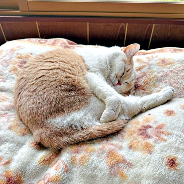 エビのように丸まって眠るモカちゃん（画像提供：モカ猫さん）