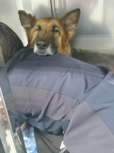 腫瘍が出血し、元気がない（三橋さん提供）