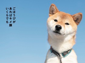 柴犬の気持ちを想像して川柳に　アテレコ気分で楽しむ「ホンネ特盛」の１冊