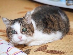 阪神淡路大震災直後に生まれた「ピーちゃん」　御年25歳！