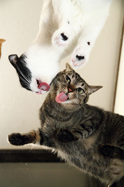 なめる顔も、ガラス越しだとこんなによく観察できる