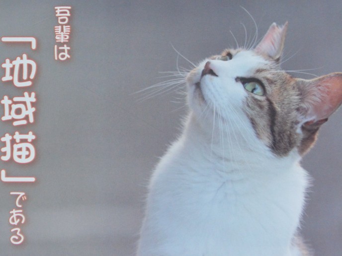 モデルはみんな地域猫！　「わが輩は地域猫である」カレンダー