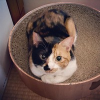 絵になるしじみちゃん