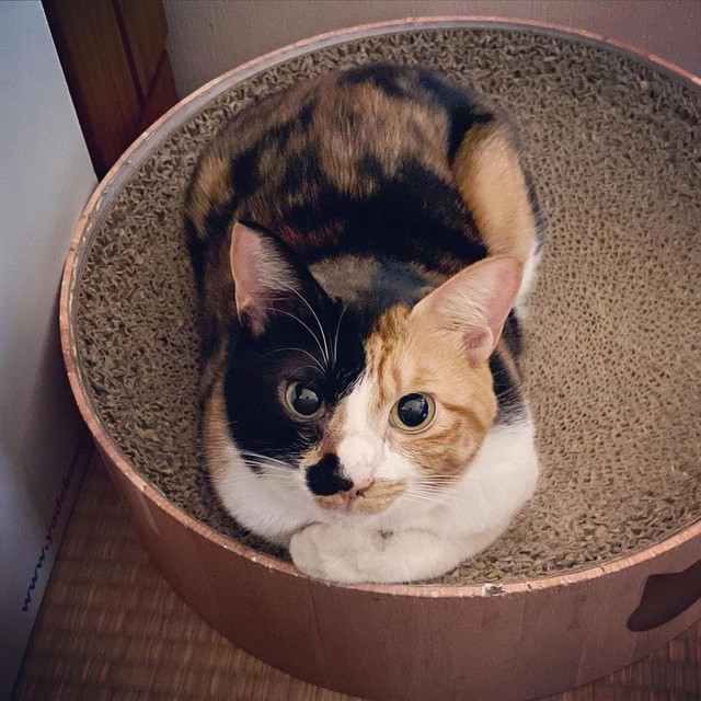 絵になるしじみちゃん