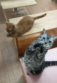 「ちょうだいちょうだい」をする(手前より)メイちゃんとモカちゃん(「猫カフェちぐら」Twitterより)