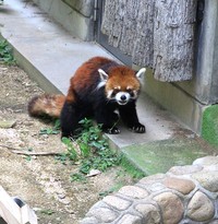 おっとりした性格のガイア。19歳で、人間でいえば80歳近くになるそう。