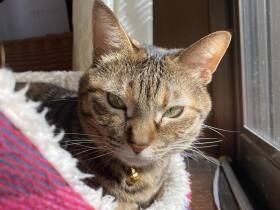 「あったかいにゃ～」　寒がりな雑種猫「七海」、冬の窓際でぬくぬくひなたぼっこ