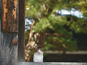 ２匹の猫住職がいるお寺　触られるのはまだ苦手