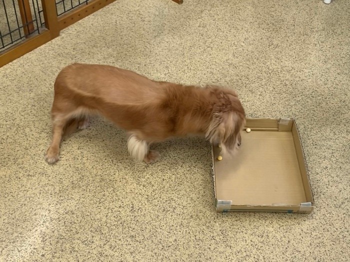 ノーズワークでは、首だけ伸ばしておやつを取るのではなく、ちゃんと腰を上げておやつを食べてくれた（遠藤さん提供）