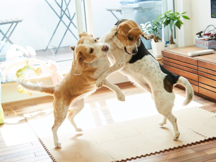 ずっと２匹でじゃれあっています。