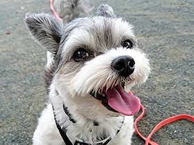 人懐っこく、誰にでもなでてもらう　ミックス犬のティオ