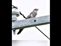 カッコウの鳴き声は家の中まで届きました（画像提供：ぼんぼり＠野鳥日和さん）