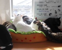 お日さまの当たる場所へ猫が集まる