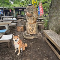小仏城山（東京と神奈川県の境にある山）の天狗と記念写真を撮る岳くん（画像提供：岳 柴犬さん）