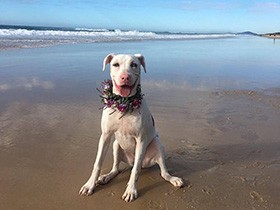 ２０２０ビーチがよく似合うで賞　雑種犬「アラスカ」