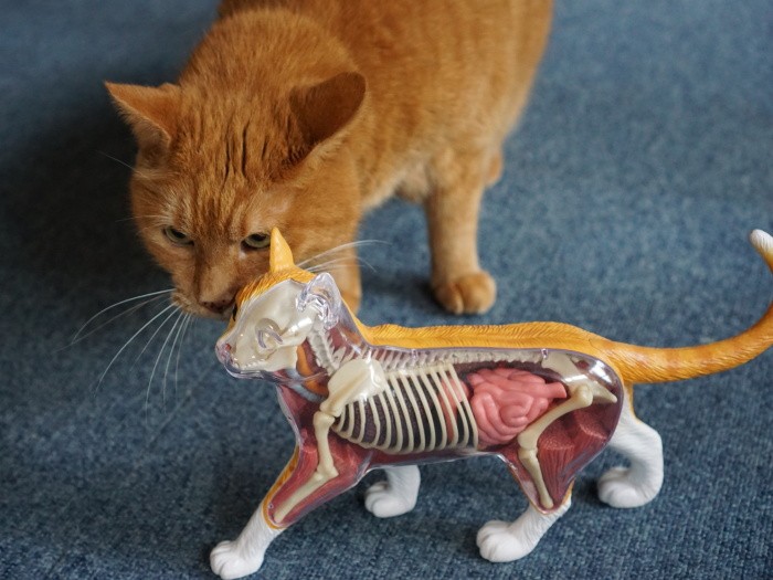 腎臓病の猫とぽっちゃり猫 あげたいフードは別々 犬 猫との幸せな暮らしのためのペット情報サイト Sippo