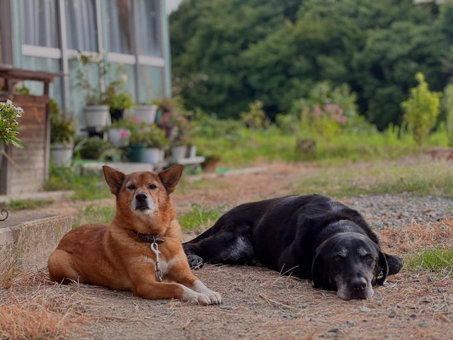 学生時代に拾った元捨て犬のコロちゃん。「おじいちゃんだけど変わらずキュート」／さくさん（@saku_to_inu）提供