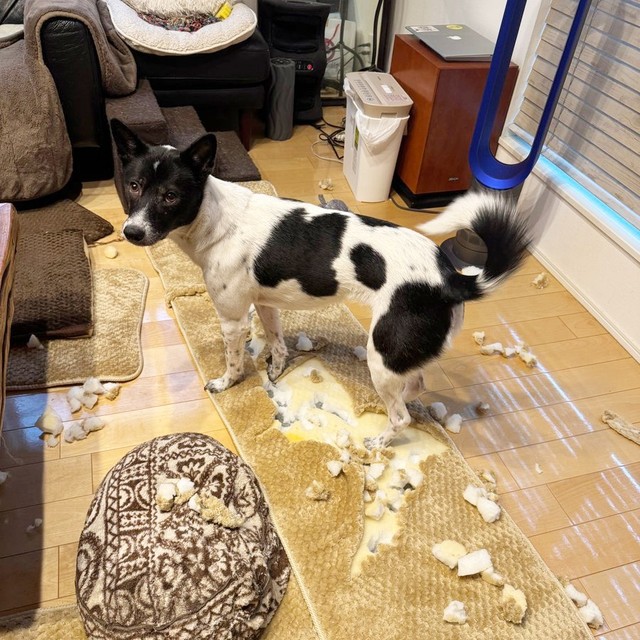 購入後、2日でラグをボロボロにしたさぬきちゃん（画像提供：バーバラ村田さん）