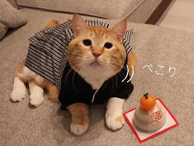 お太りさま猫「ぐっぴー」　2021年の目標はモテモテ……ではなく、モチモチ？