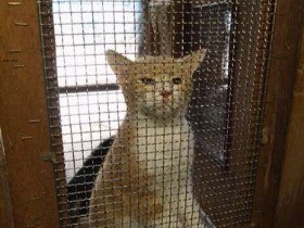 ビル屋根裏に猫が１８０匹　過剰多頭飼育の現場ルポ