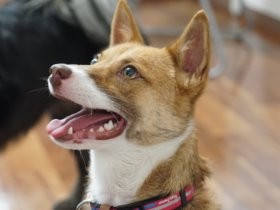 保護犬と住まうシェアハウス　「単身者でも犬が飼えるように」