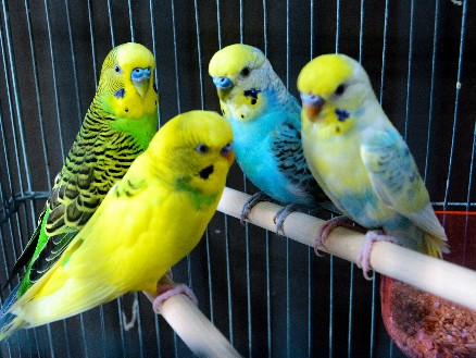 「インコを捨てたのはだれ？」 名古屋のゴミ捨て場に４羽