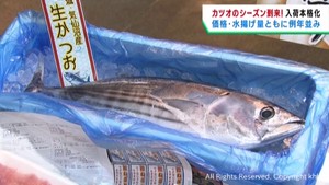 シーズン到来　カツオの入荷が本格化　仙台市中央卸売市場