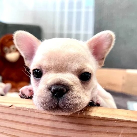 家にきたころの「こはく」
