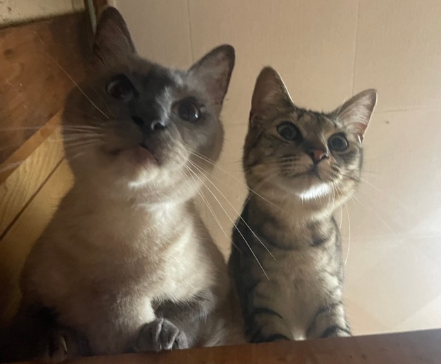 しま子ちゃん㊨とくろちゃん（ねこといっしょさん提供）