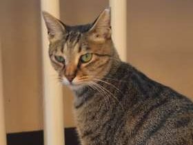 猫の放し飼いは何時代から？　中世まで綱につないで飼育