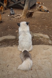 プラチナキツネの背面からの一枚（提供：狐仙人乃弟子 トコノオルタさん）