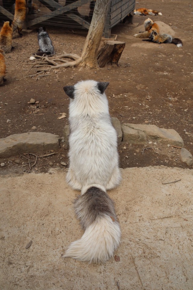 プラチナキツネの背面からの一枚（提供：狐仙人乃弟子 トコノオルタさん）