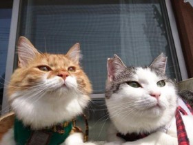 ベランダでひなたぼっこ　ミックス猫の「ちぇりお」と「ころね」
