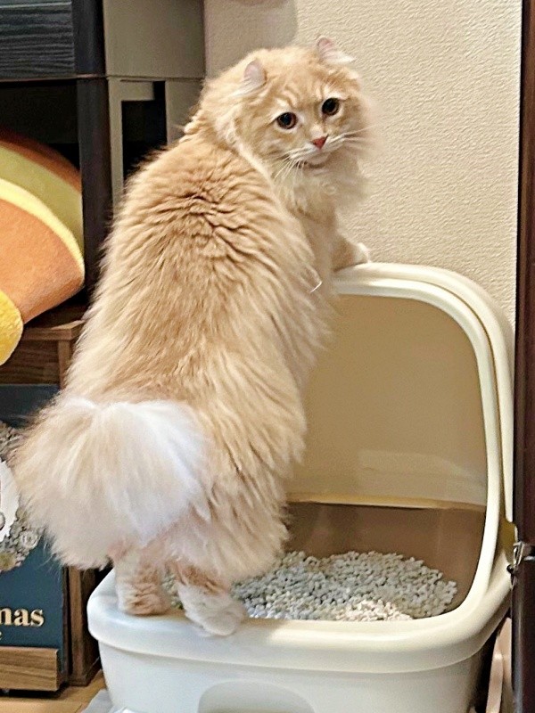 前日にもトイレでくつろごうとしていたチロルくん（画像提供：ちゃろこさん）