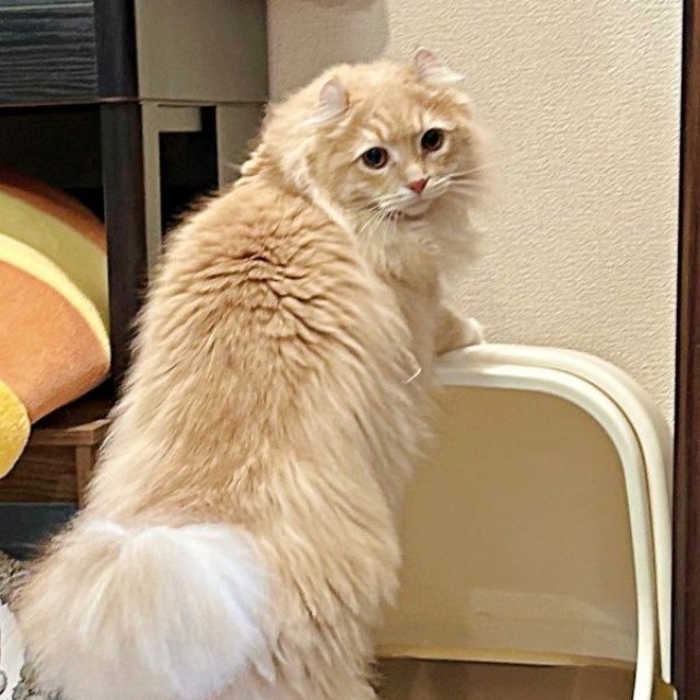 前日にもトイレでくつろごうとしていたチロルくん（画像提供：ちゃろこさん）