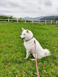 お出かけを楽しむしろくん（画像提供：ちろさん）