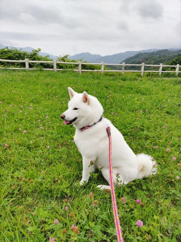 お出かけを楽しむしろくん（画像提供：ちろさん）