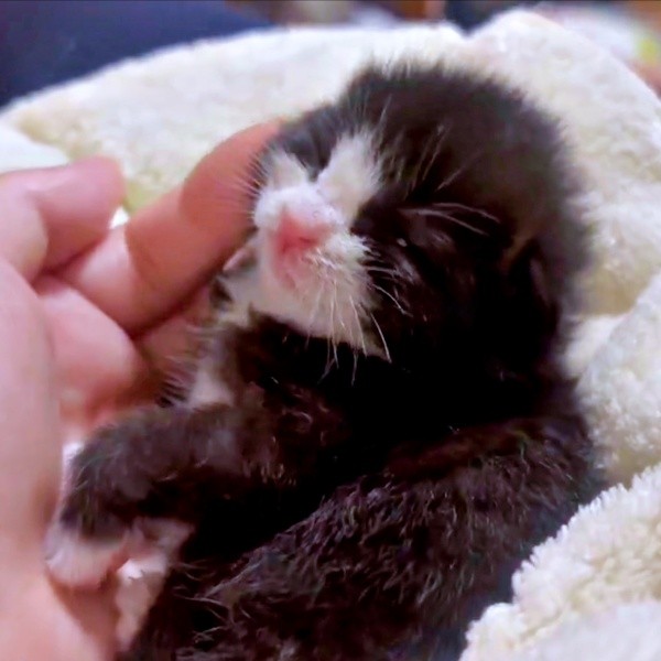 保護から3日目、少しずつ目が開いてきためいちゃん（画像提供：奈神さん）