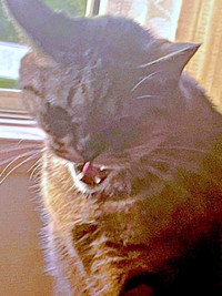 光に包まれて、シャー！ するフクくん（画像提供：なみおさん）