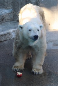 バフィンおやつタイム（20251205 浜松市動物園提供）