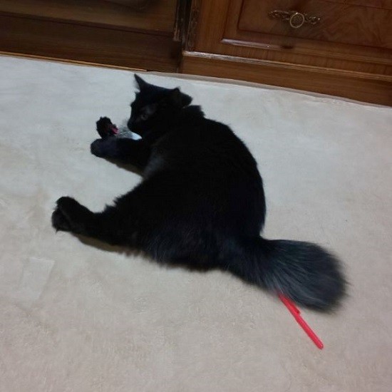 オモチャで遊んでいます（利恵さん提供）