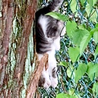 飼い主さんが発見したときのメイちゃん（画像提供：ゆずルイメイママさん）