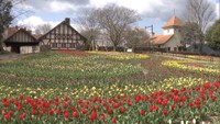 5万本のチューリップが畑一面に広がる　テーマパークで「ハイジのブランコ」と春の花を楽しもう　岡山・赤磐市