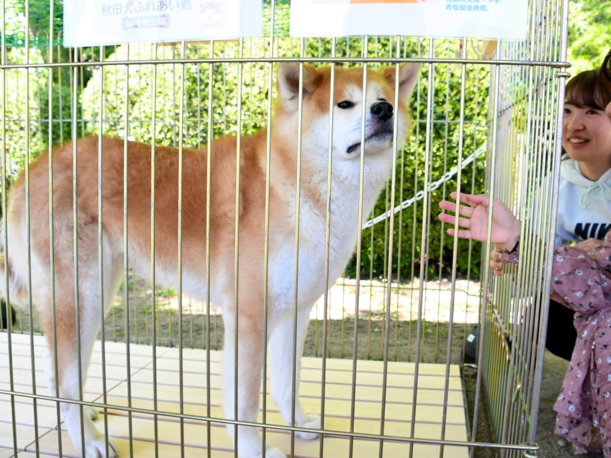 秋田犬 花娘 ふれあい処 に今年初出勤 秋田市の公園 犬 猫との幸せな暮らしのためのペット情報サイト Sippo