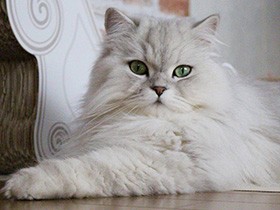 モフモフ毛並みと瞳が自慢の「レオ」　大ジャンプが得意技